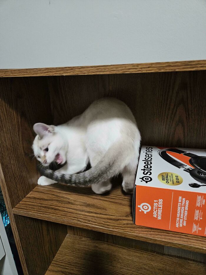 75 Cats Who Had Something Very Important To Scream About (New Pics)