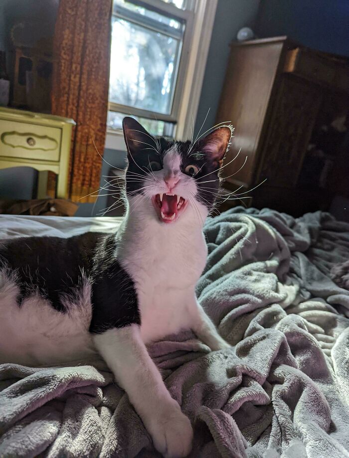 75 Cats Who Had Something Very Important To Scream About (New Pics)