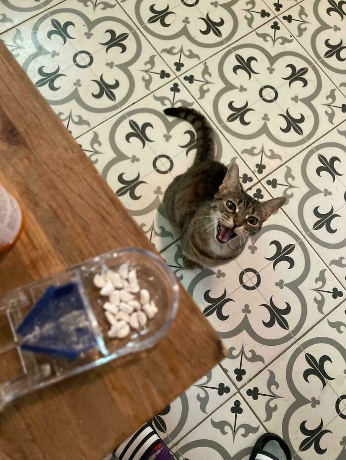 75 Cats Who Had Something Very Important To Scream About (New Pics)