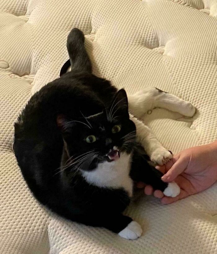 75 Cats Who Had Something Very Important To Scream About (New Pics)