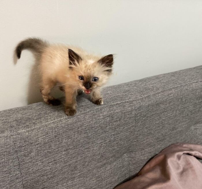 75 Cats Who Had Something Very Important To Scream About (New Pics)