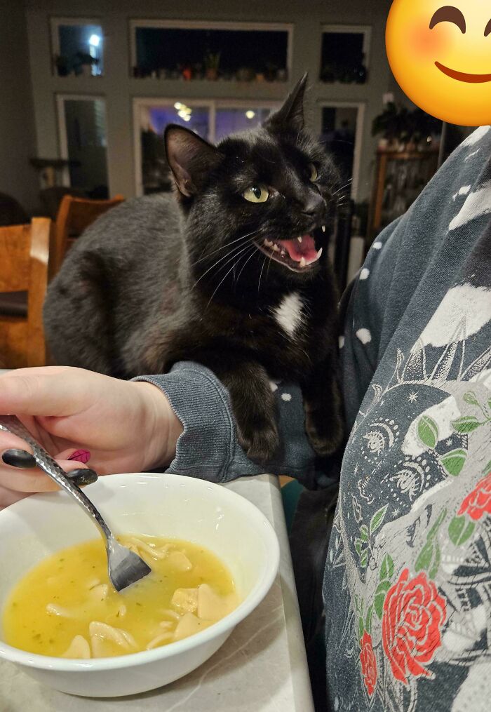 75 Cats Who Had Something Very Important To Scream About (New Pics)