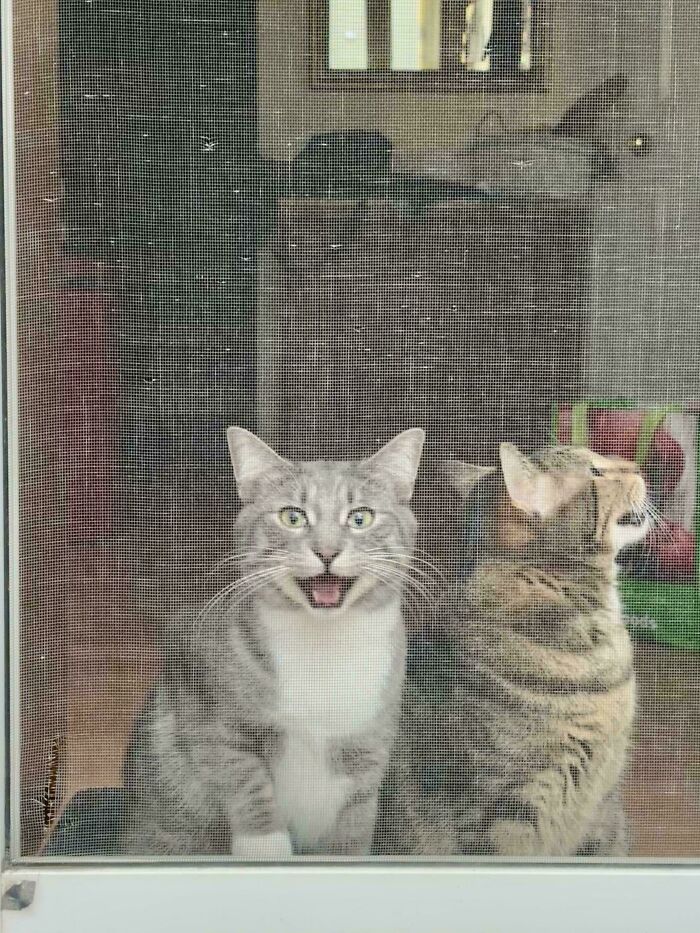 75 Cats Who Had Something Very Important To Scream About (New Pics)