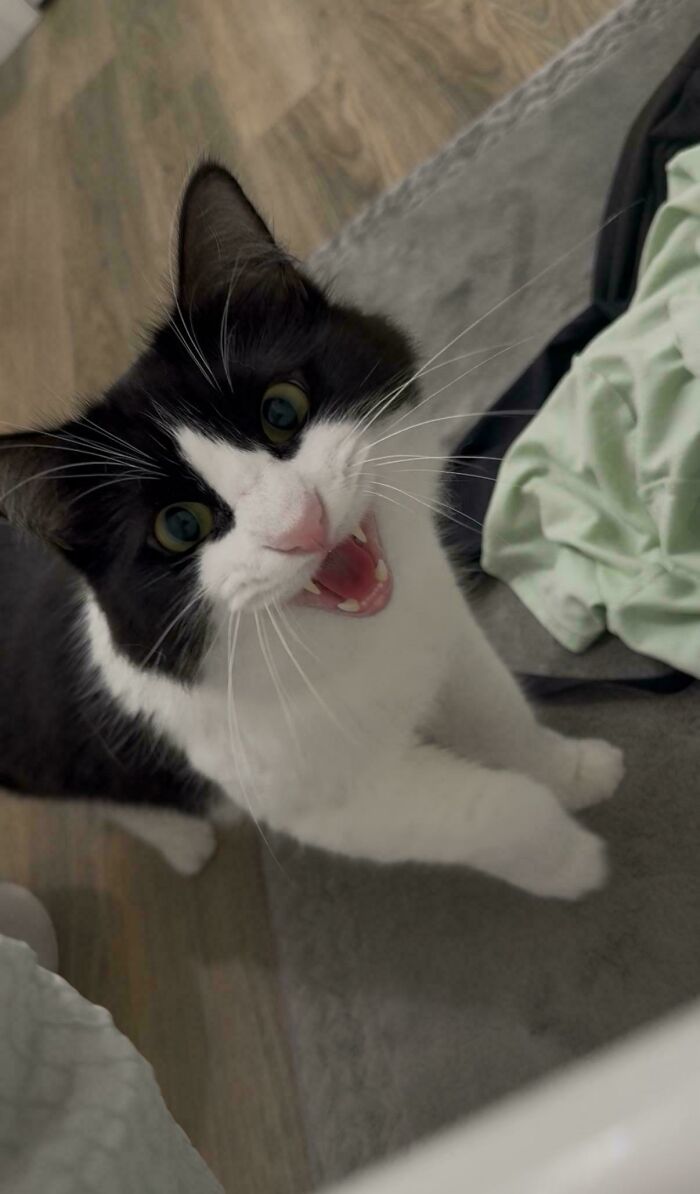 75 Cats Who Had Something Very Important To Scream About (New Pics)