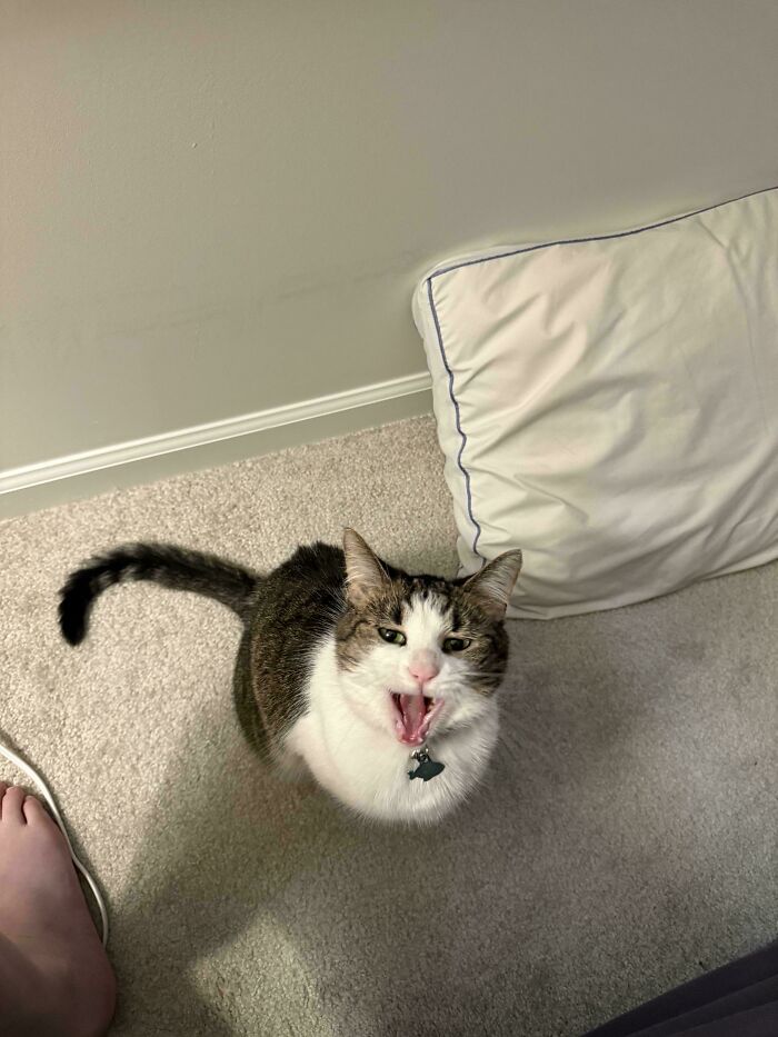 75 Cats Who Had Something Very Important To Scream About (New Pics)