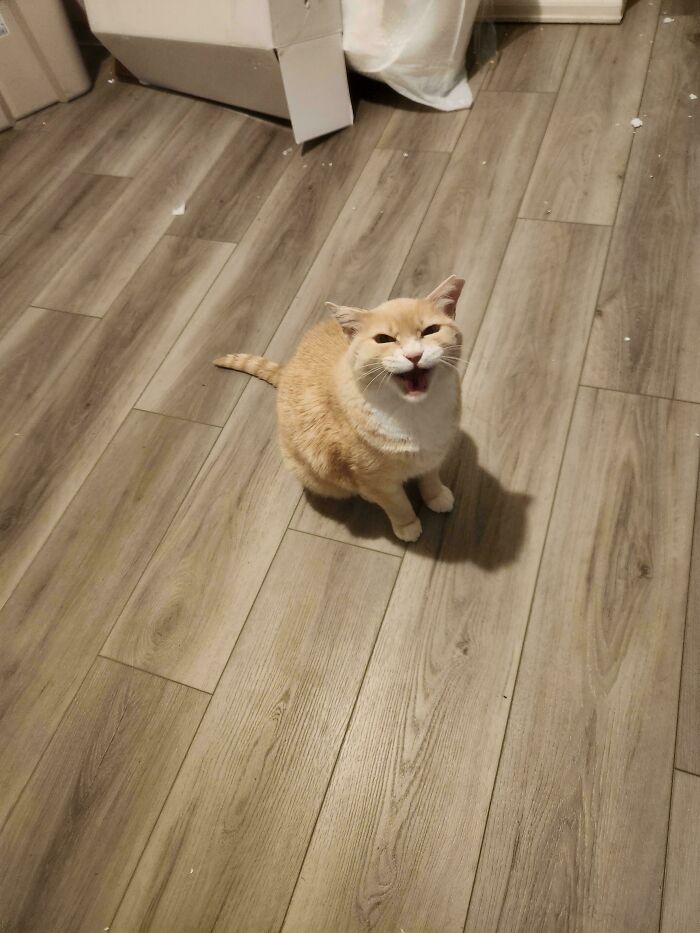 75 Cats Who Had Something Very Important To Scream About (New Pics)