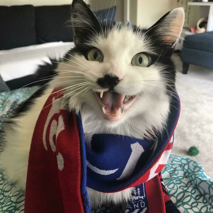 75 Cats Who Had Something Very Important To Scream About (New Pics)