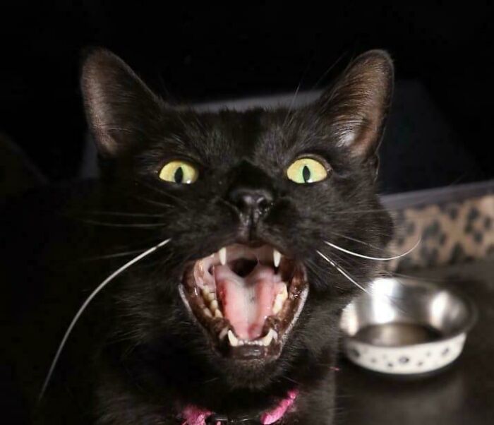 75 Cats Who Had Something Very Important To Scream About (New Pics)