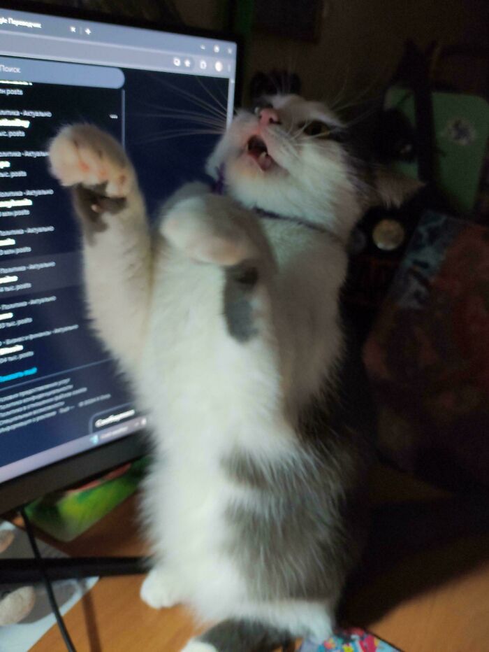 75 Cats Who Had Something Very Important To Scream About (New Pics)