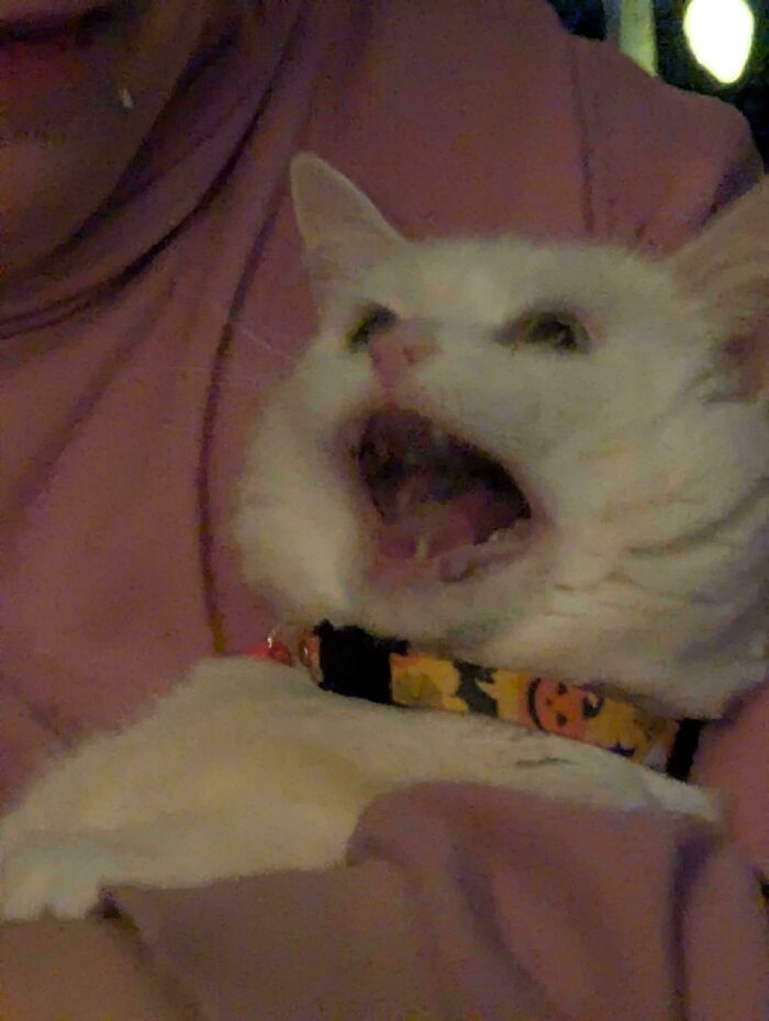 75 Cats Who Had Something Very Important To Scream About (New Pics)