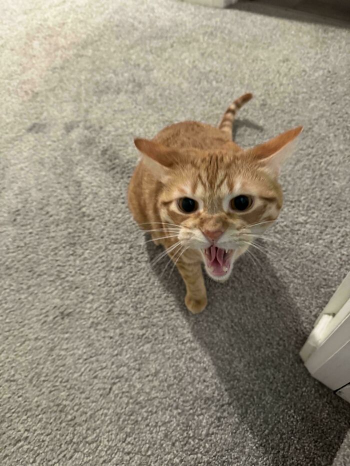 75 Cats Who Had Something Very Important To Scream About (New Pics)