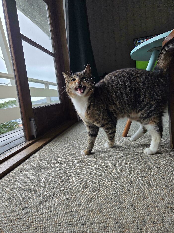 75 Cats Who Had Something Very Important To Scream About (New Pics)