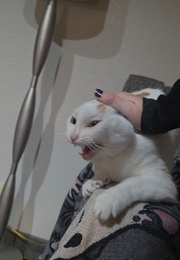 75 Cats Who Had Something Very Important To Scream About (New Pics)