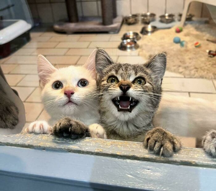 75 Cats Who Had Something Very Important To Scream About (New Pics)