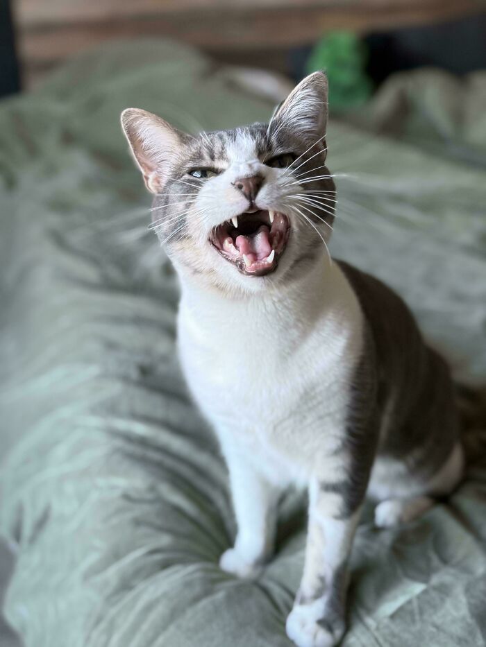75 Cats Who Had Something Very Important To Scream About (New Pics)
