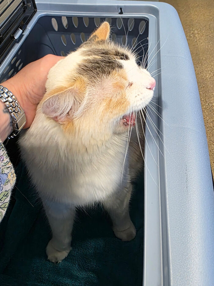75 Cats Who Had Something Very Important To Scream About (New Pics)