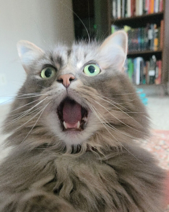 75 Cats Who Had Something Very Important To Scream About (New Pics)