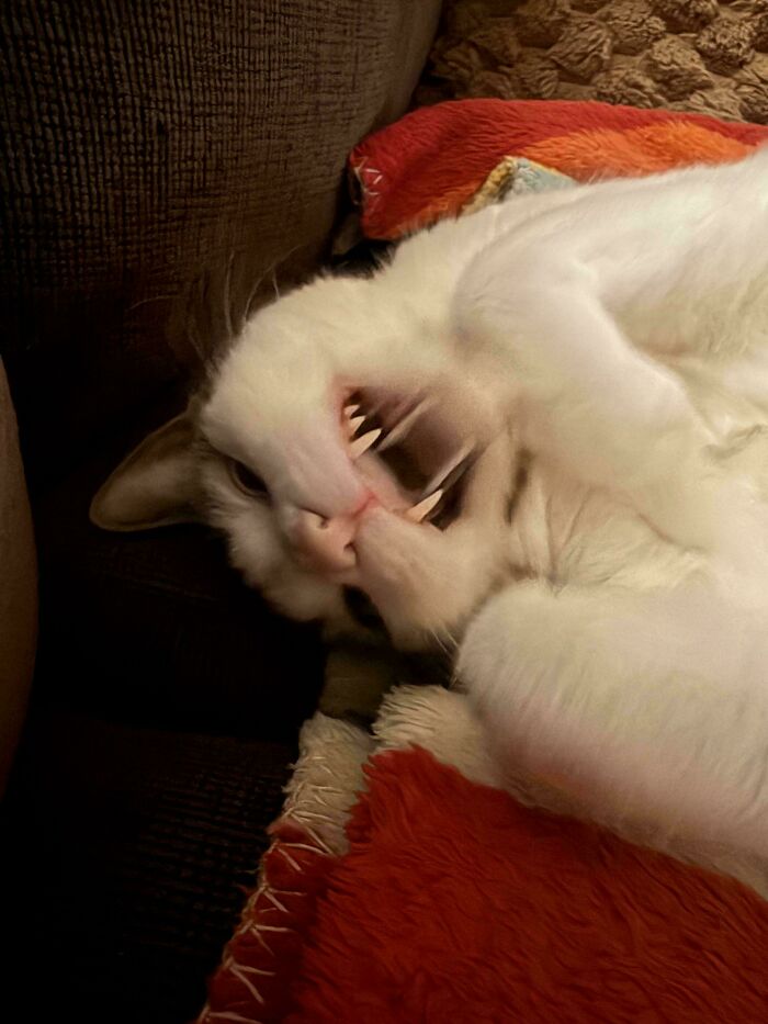 75 Cats Who Had Something Very Important To Scream About (New Pics)