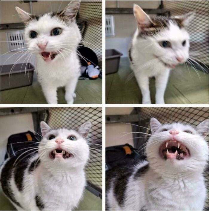 75 Cats Who Had Something Very Important To Scream About (New Pics)
