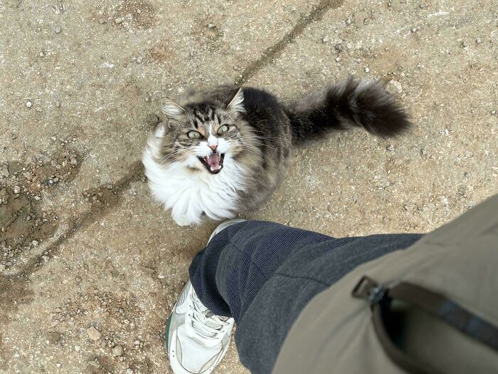 75 Cats Who Had Something Very Important To Scream About (New Pics)