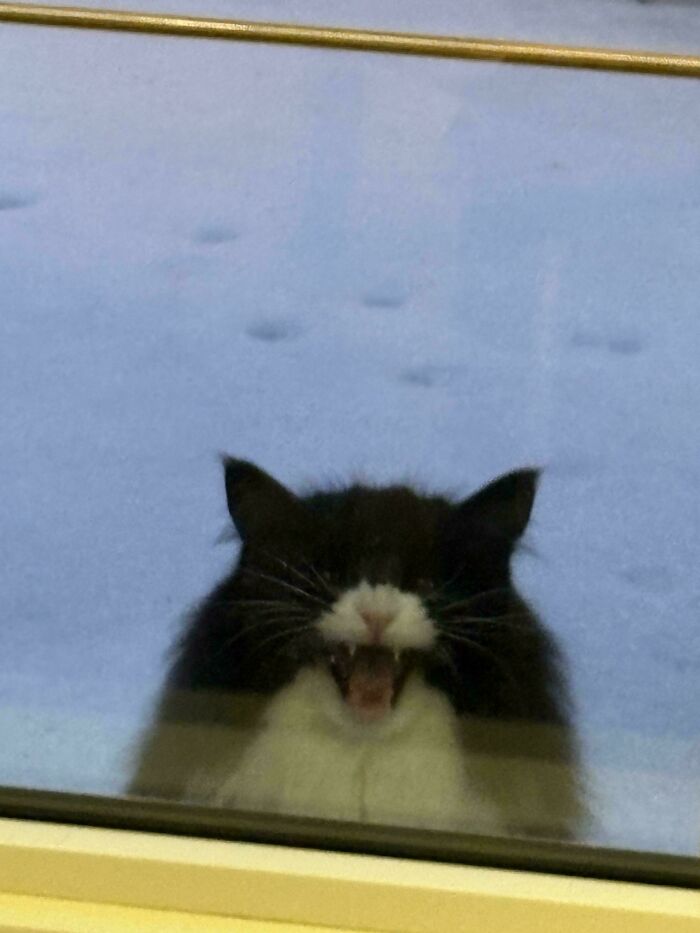 75 Cats Who Had Something Very Important To Scream About (New Pics)