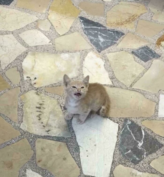 75 Cats Who Had Something Very Important To Scream About (New Pics)