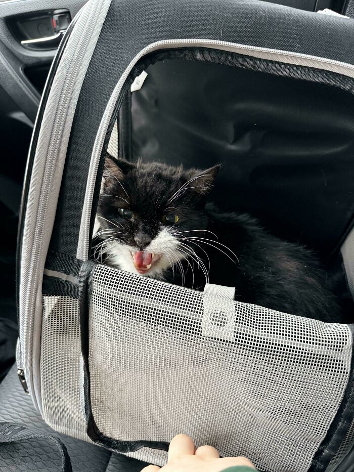 75 Cats Who Had Something Very Important To Scream About (New Pics)