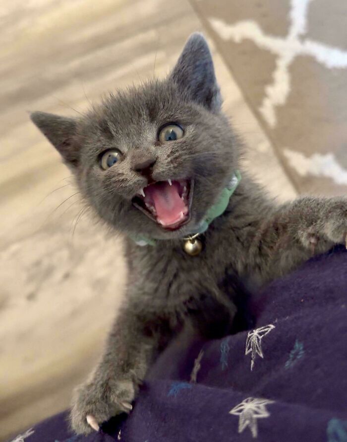 75 Cats Who Had Something Very Important To Scream About (New Pics)