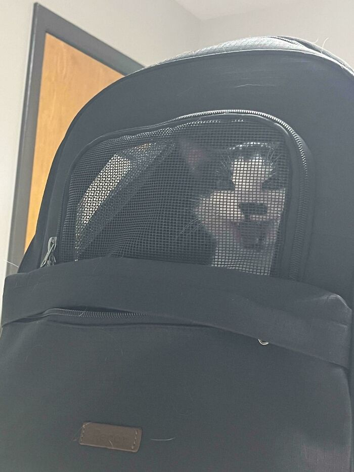 75 Cats Who Had Something Very Important To Scream About (New Pics)