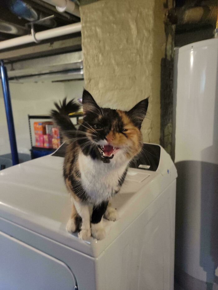 75 Cats Who Had Something Very Important To Scream About (New Pics)