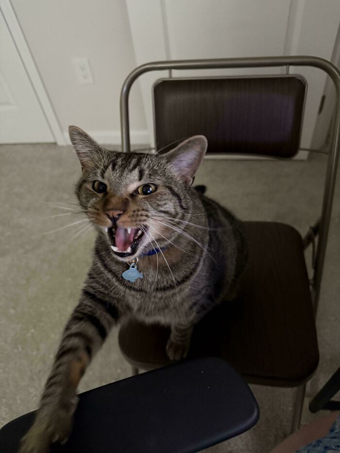 75 Cats Who Had Something Very Important To Scream About (New Pics)