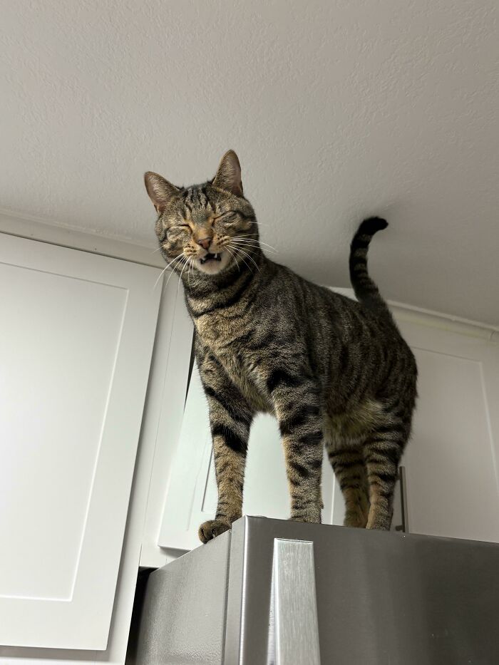 75 Cats Who Had Something Very Important To Scream About (New Pics)