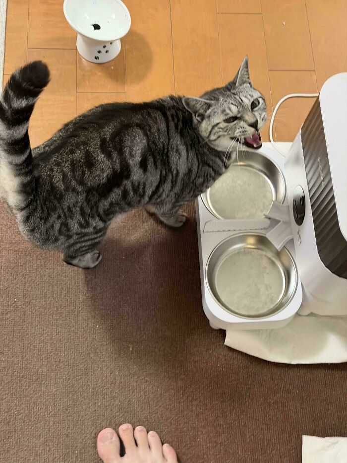 75 Cats Who Had Something Very Important To Scream About (New Pics)