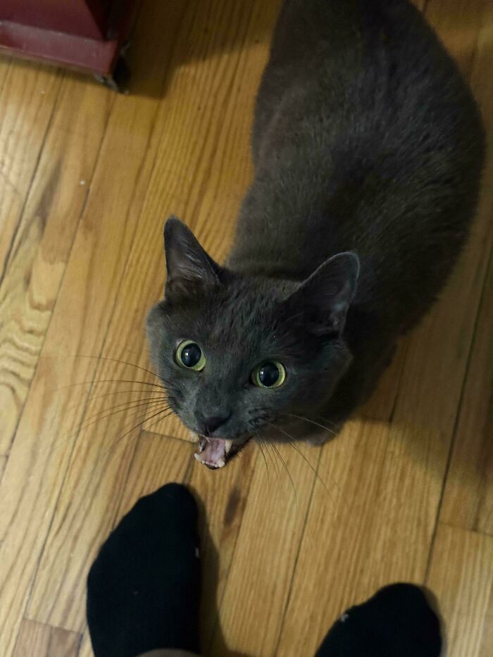 75 Cats Who Had Something Very Important To Scream About (New Pics)