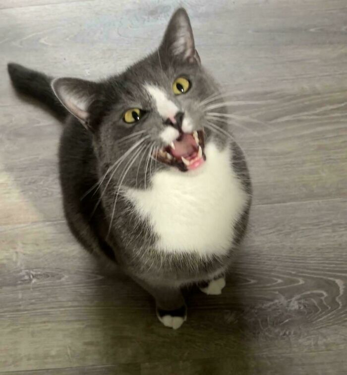 75 Cats Who Had Something Very Important To Scream About (New Pics)