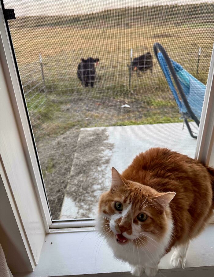 75 Cats Who Had Something Very Important To Scream About (New Pics)