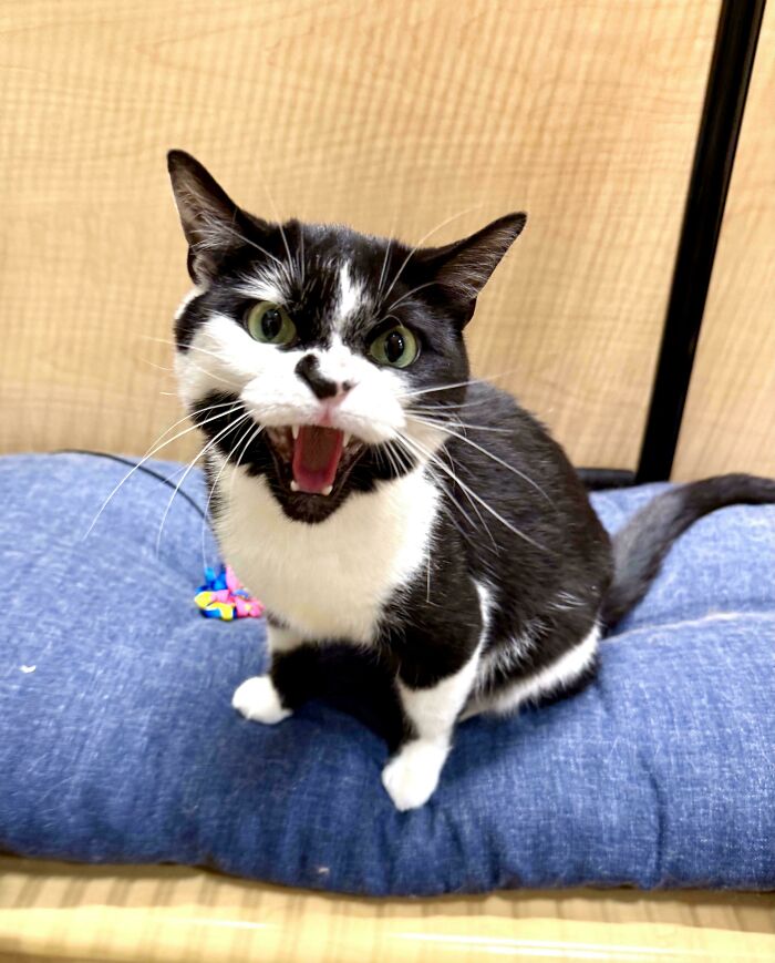75 Cats Who Had Something Very Important To Scream About (New Pics)