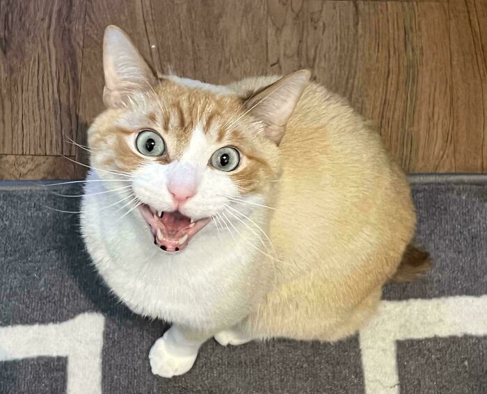 75 Cats Who Had Something Very Important To Scream About (New Pics)