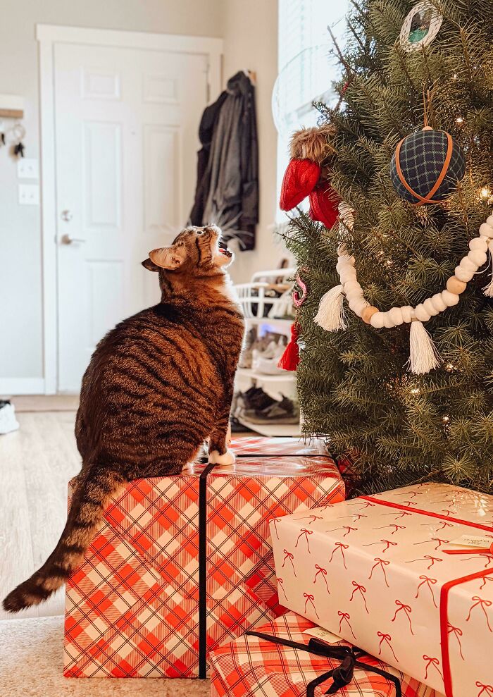 75 Cats Who Had Something Very Important To Scream About (New Pics)