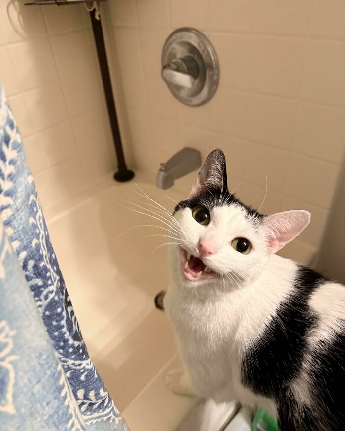 75 Cats Who Had Something Very Important To Scream About (New Pics)