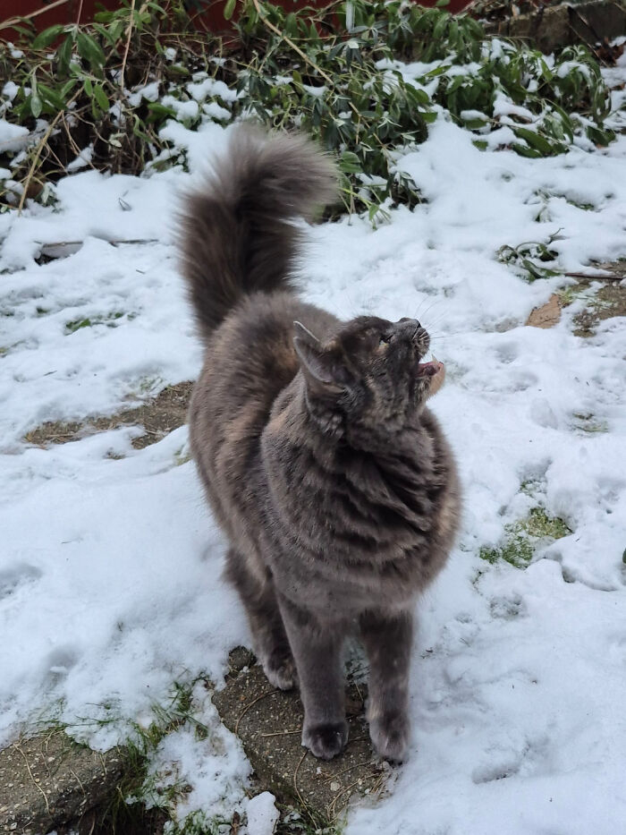 75 Cats Who Had Something Very Important To Scream About (New Pics)