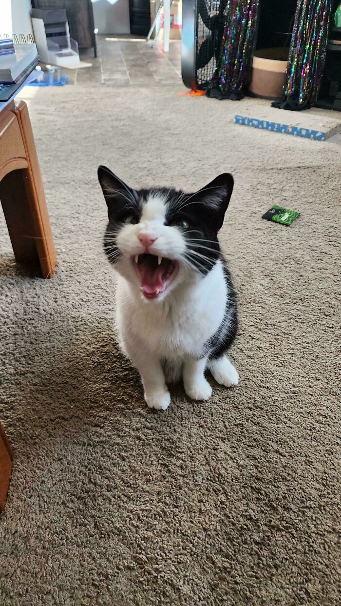 75 Cats Who Had Something Very Important To Scream About (New Pics)