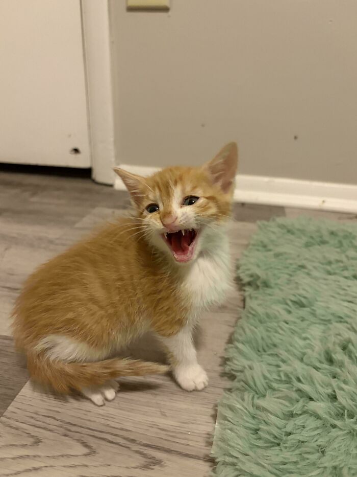 75 Cats Who Had Something Very Important To Scream About (New Pics)