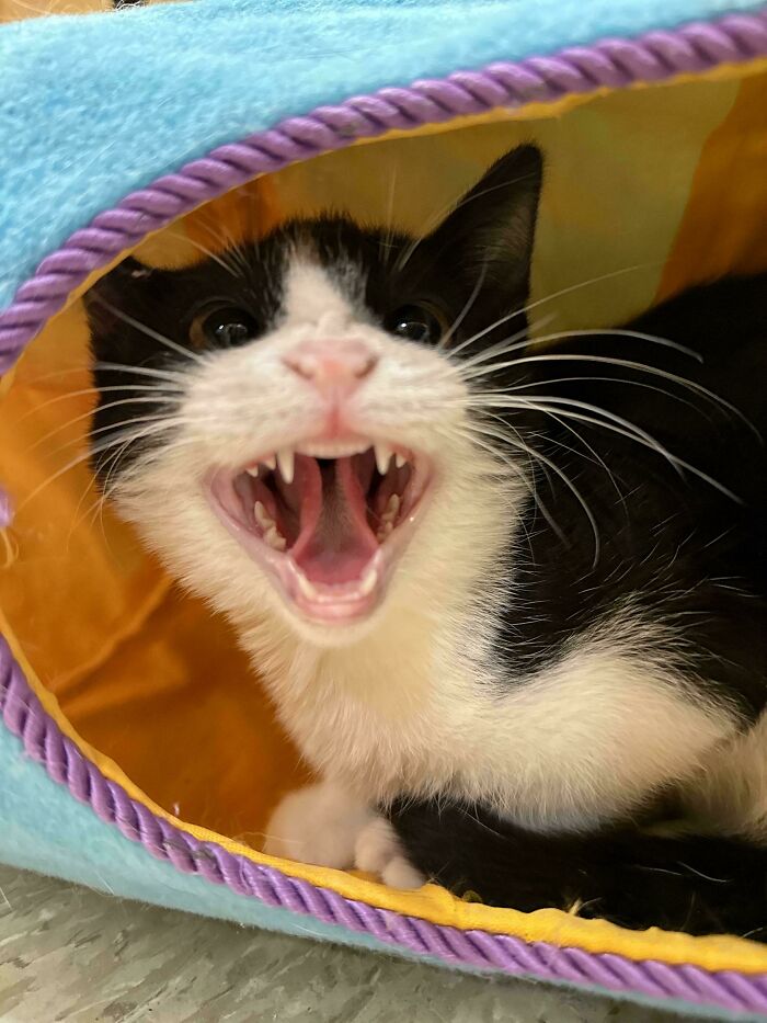 75 Cats Who Had Something Very Important To Scream About (New Pics)