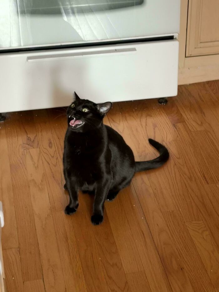 75 Cats Who Had Something Very Important To Scream About (New Pics)
