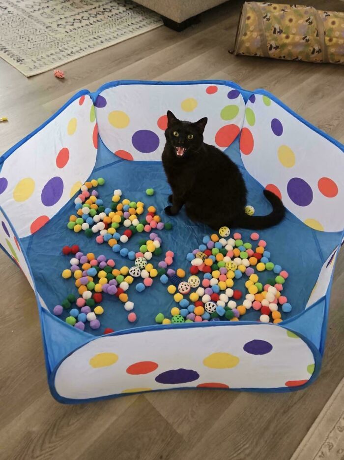 75 Cats Who Had Something Very Important To Scream About (New Pics)