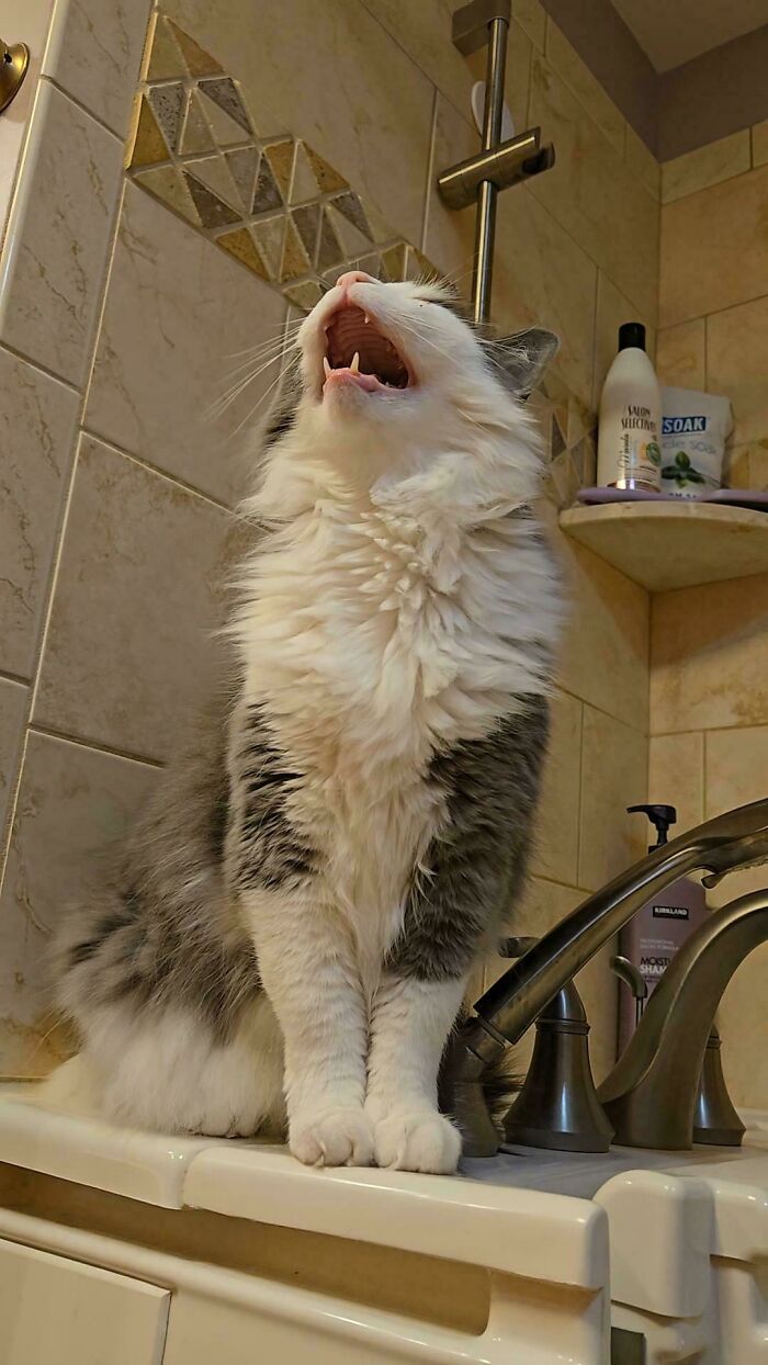 75 Cats Who Had Something Very Important To Scream About (New Pics)