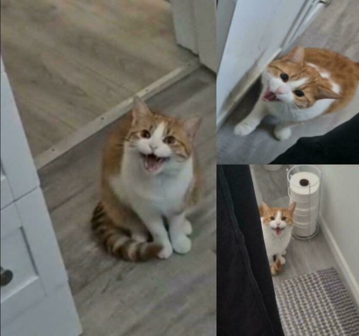 75 Cats Who Had Something Very Important To Scream About (New Pics)