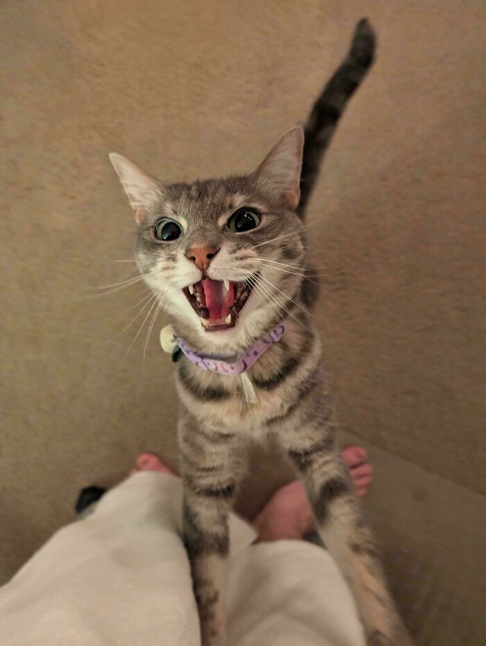 75 Cats Who Had Something Very Important To Scream About (New Pics)
