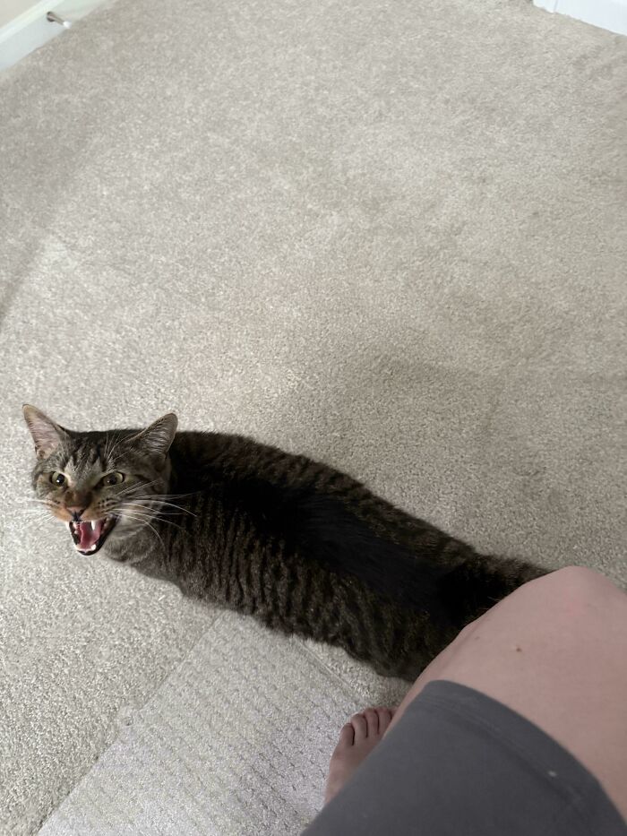 75 Cats Who Had Something Very Important To Scream About (New Pics)